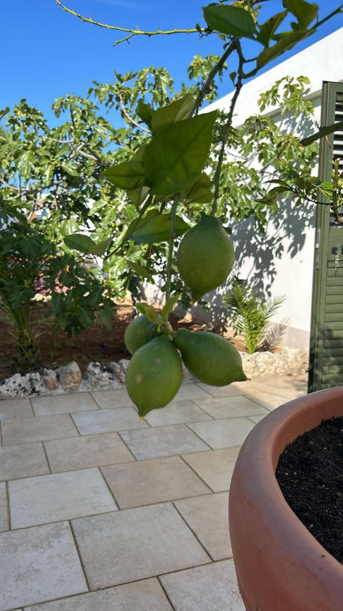Villa Lamandia Monopoli Exteriör bild